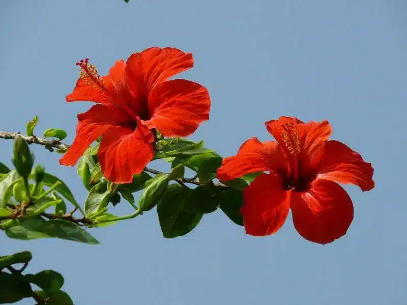 hibiscus flowers