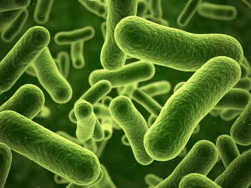 bacteria
