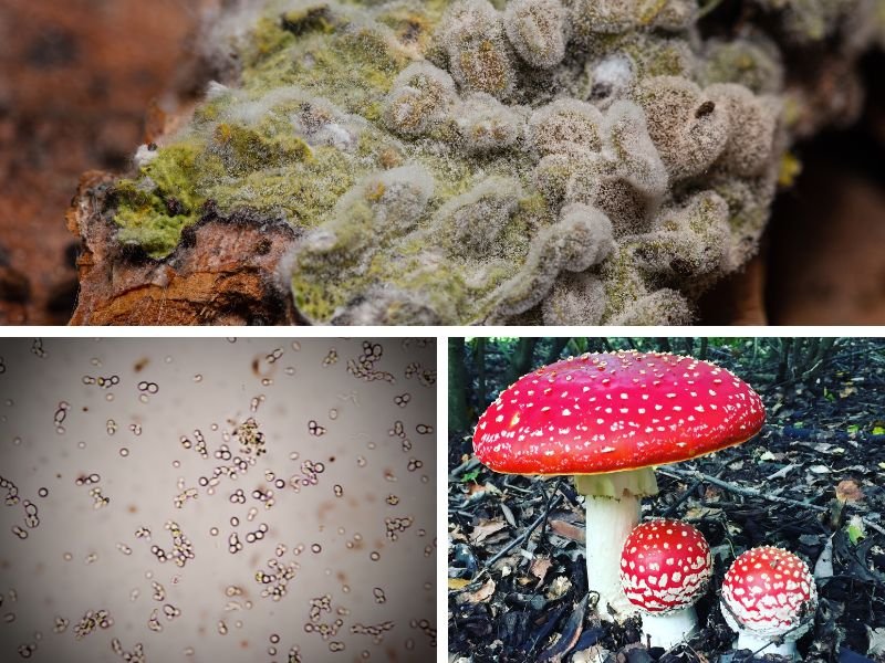 fungi