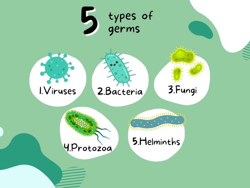 types of germs